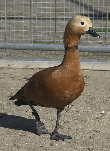 如何變