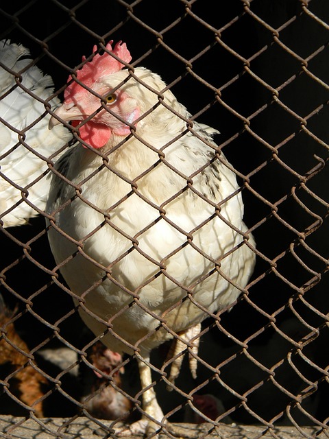 在过去几个 在过去几个