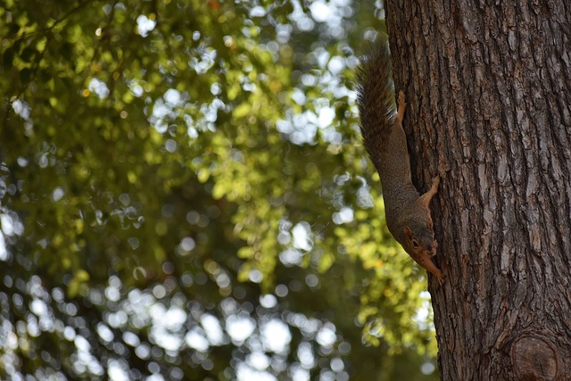 勒菲的加盟 勒菲的加盟